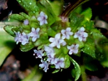 Piccola pianta con fiori piccolissimi - Valerianella sp.